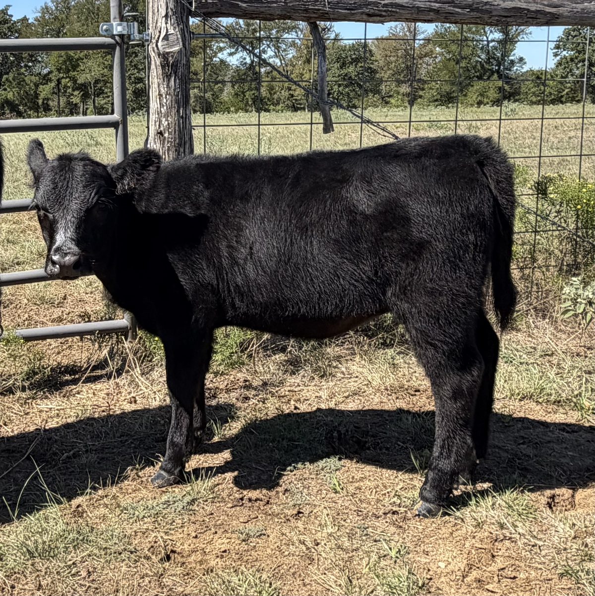 Athena, Aberdeen heifer tag 1 at Box4 Ranch
