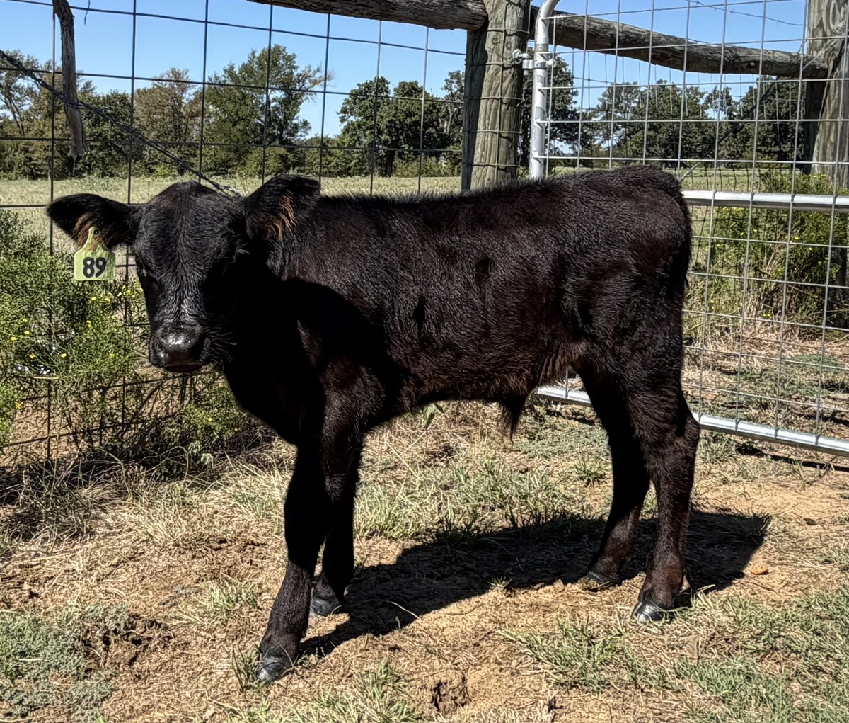 Bob, Aberdeen bull calf tag 89 at Box4 Ranch