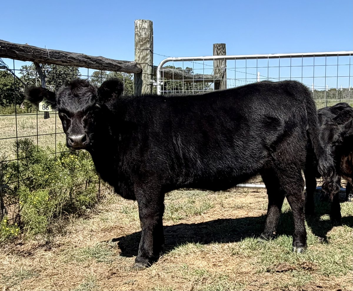 Isabelle, Aberdeen heifer tag 86 at Box4 Ranch