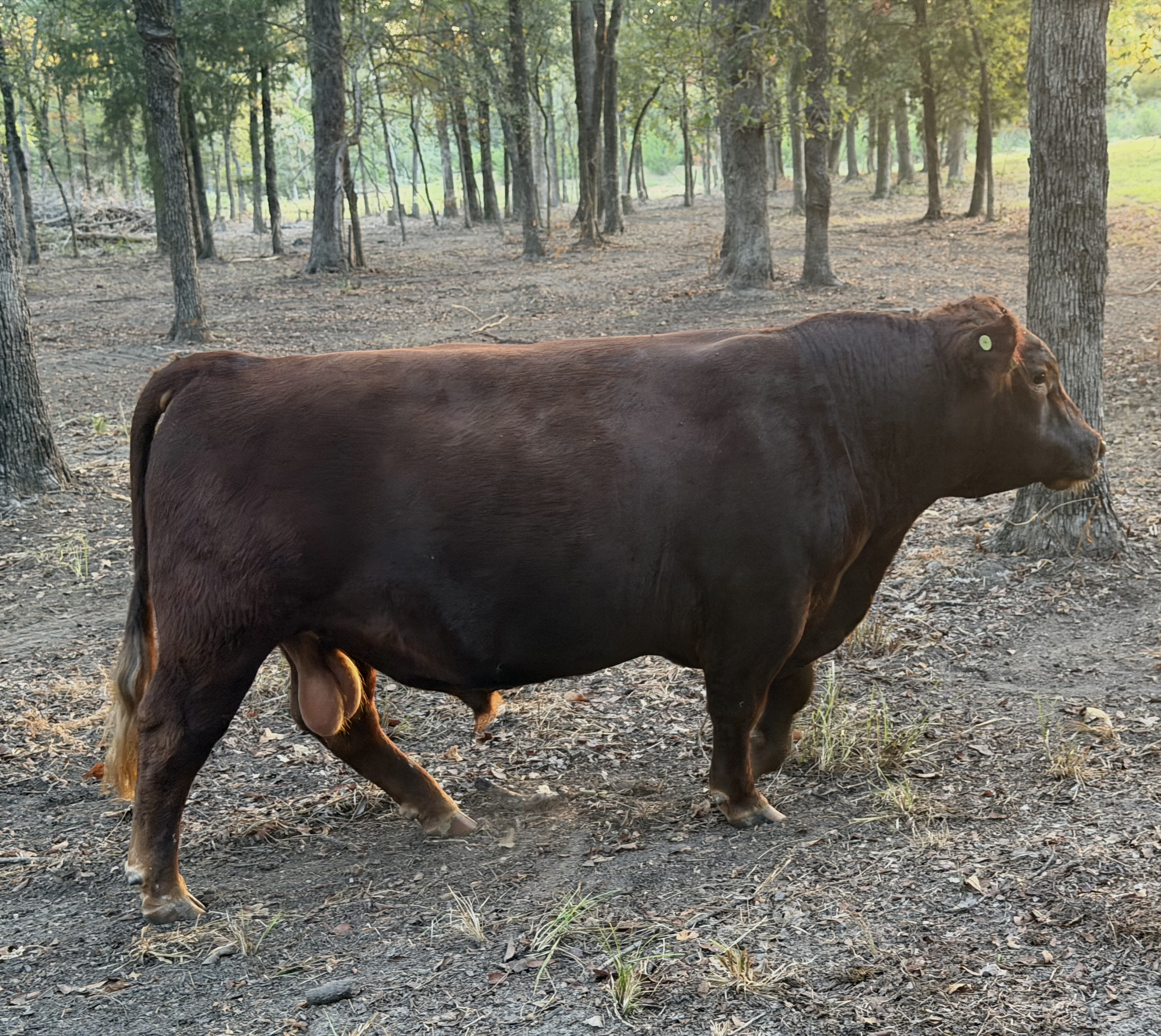 Edward, registered Aberdeen herd bull at Box4 Ranch