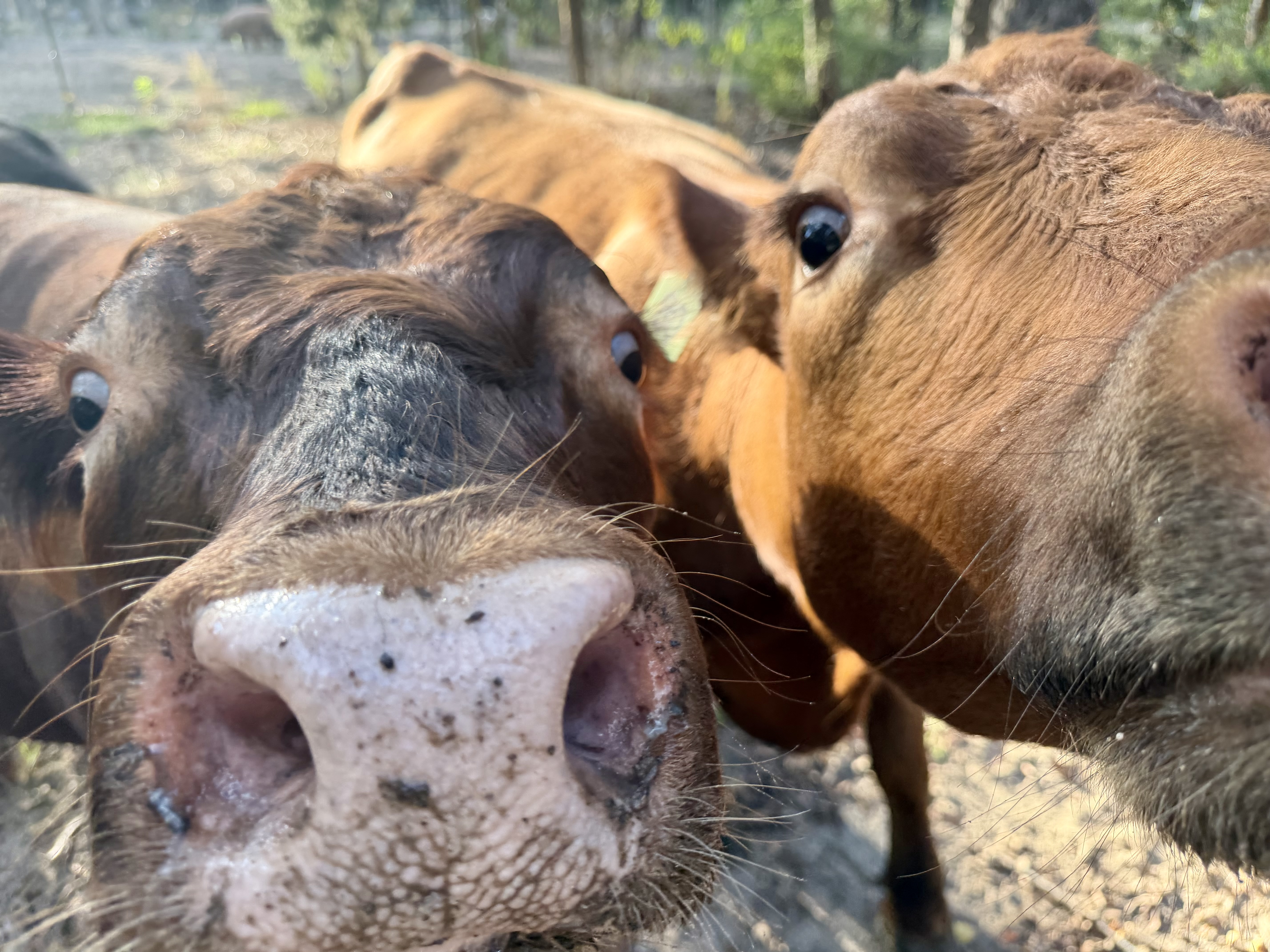 Close-up of two curious brown cows looking into the camera