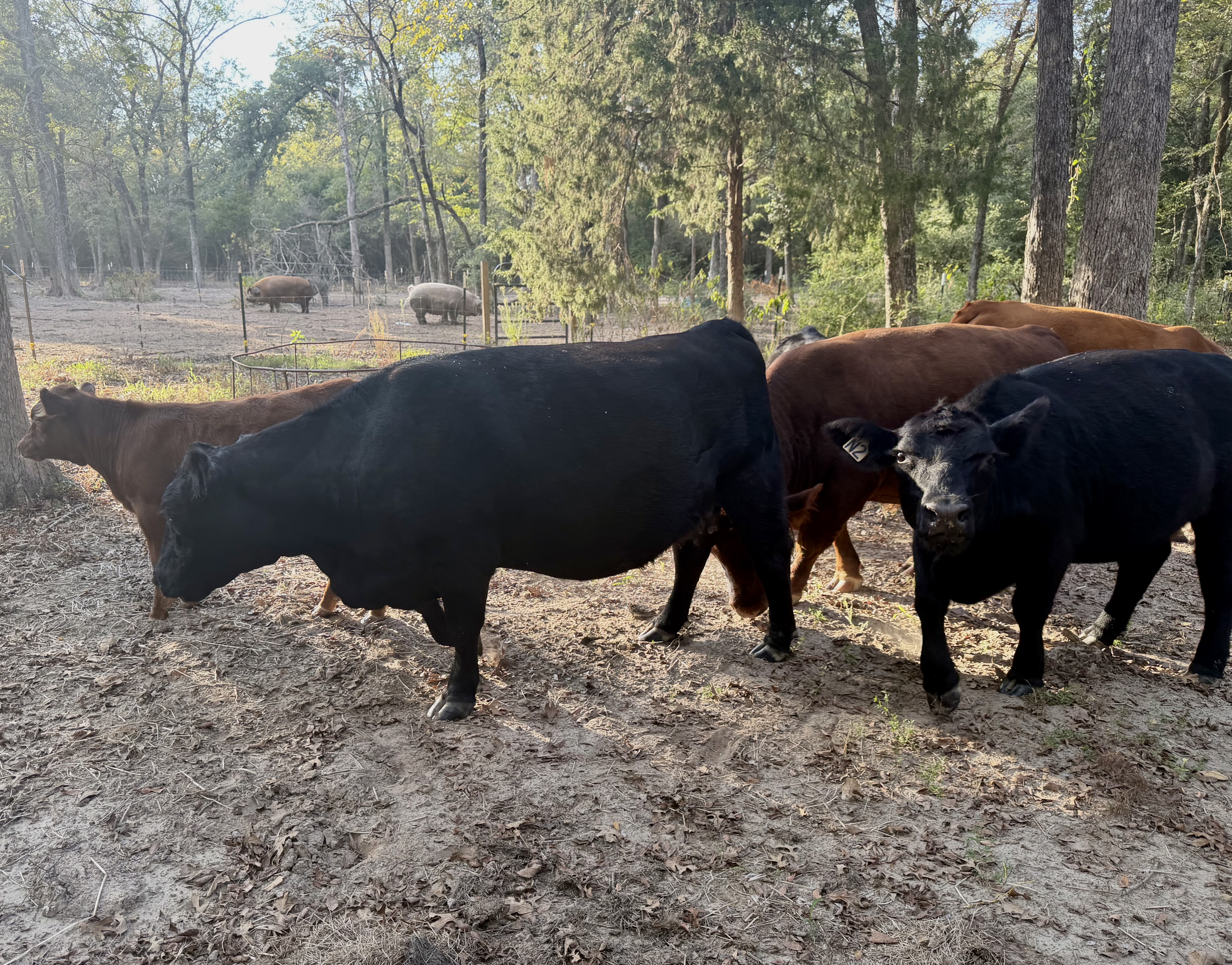 Black and red cattle in a wooded paddock at Box4 Ranch