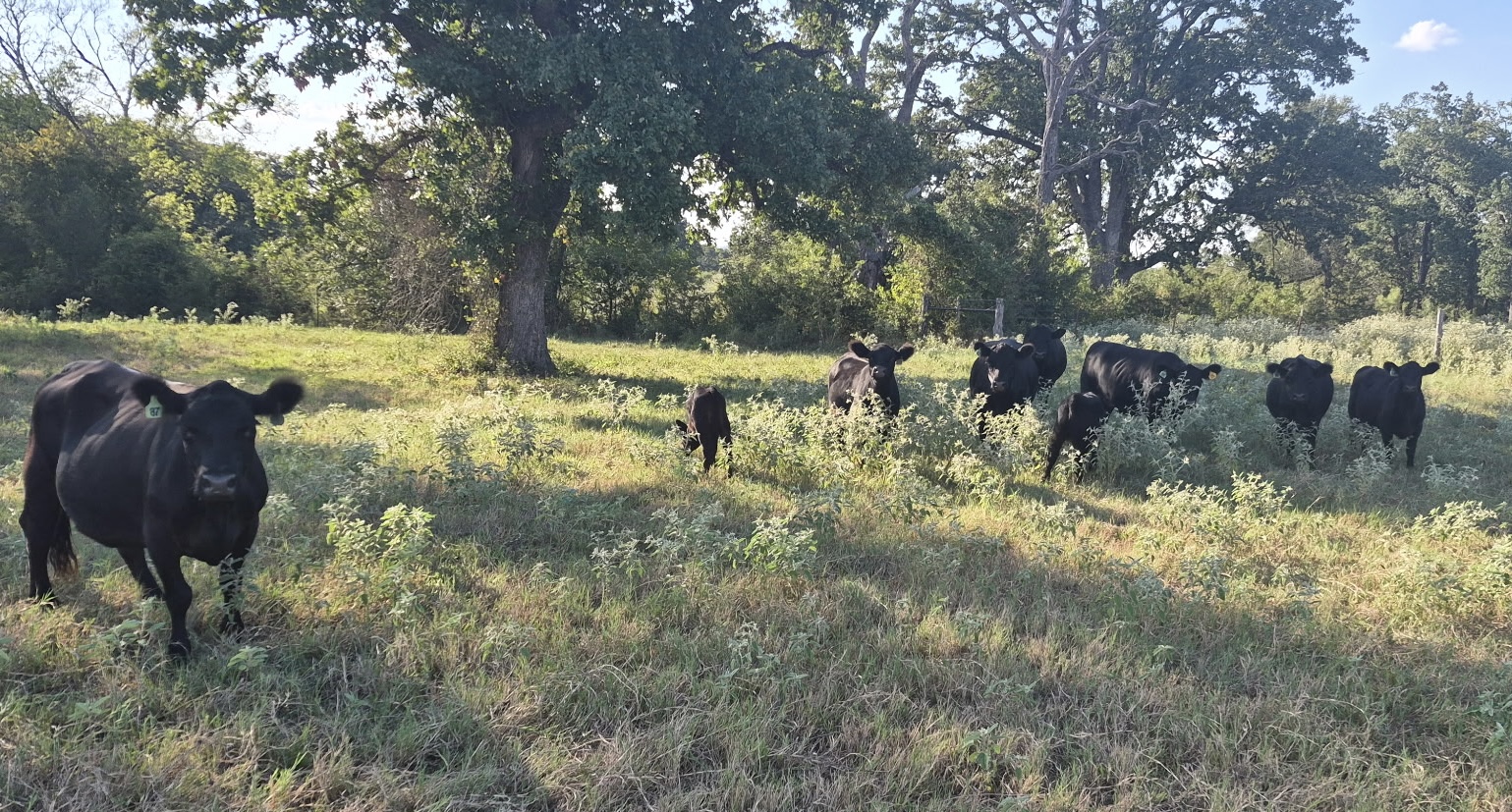 Black Aberdeen cattle in a sunlit pasture under shade trees