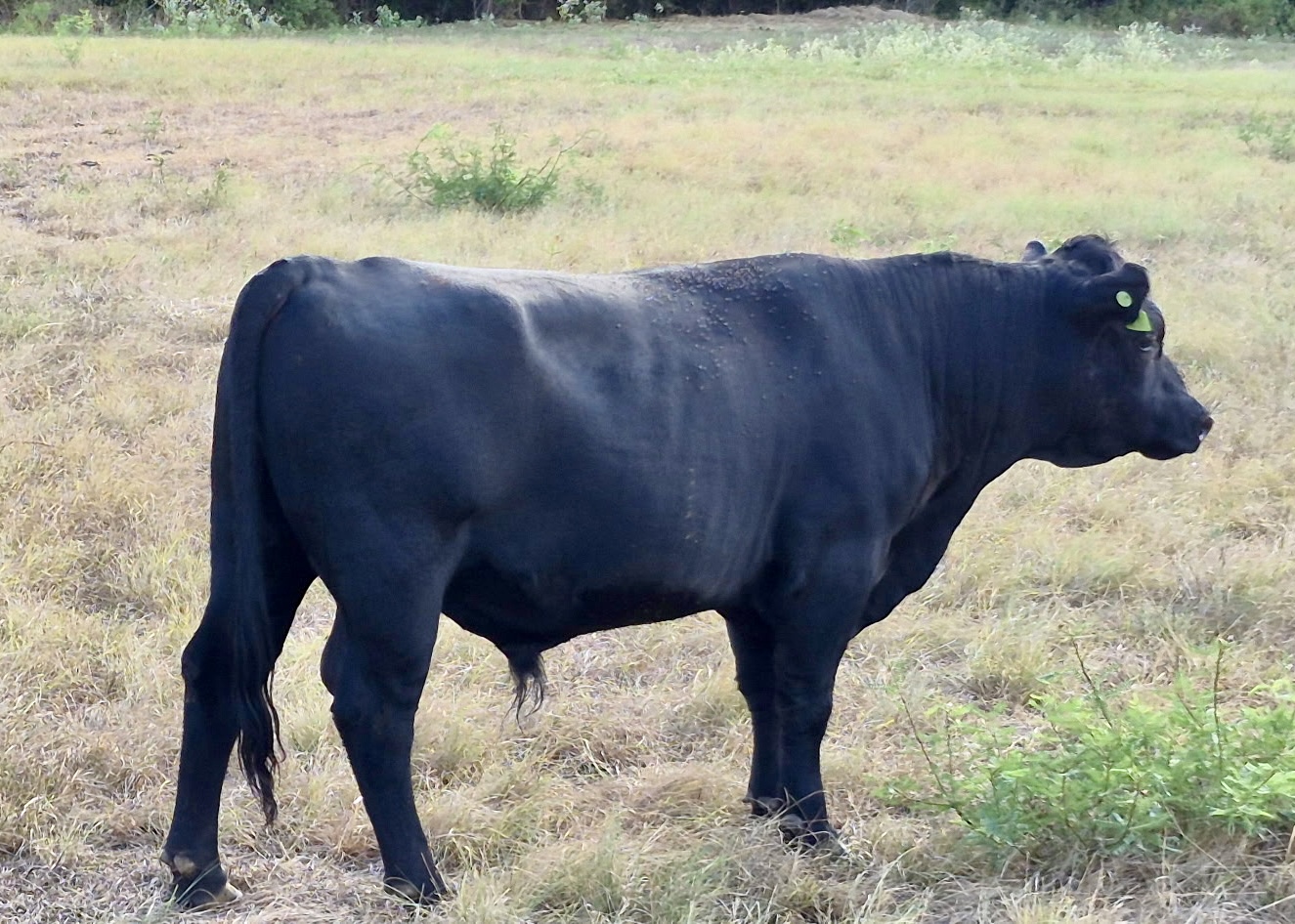 Jake, registered Aberdeen herd bull at Box4 Ranch